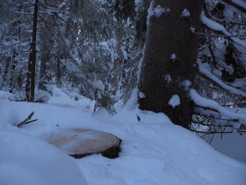 Poimintahakkuu (eri-ikäismetsätalous, jatkuva kasvatus jne.