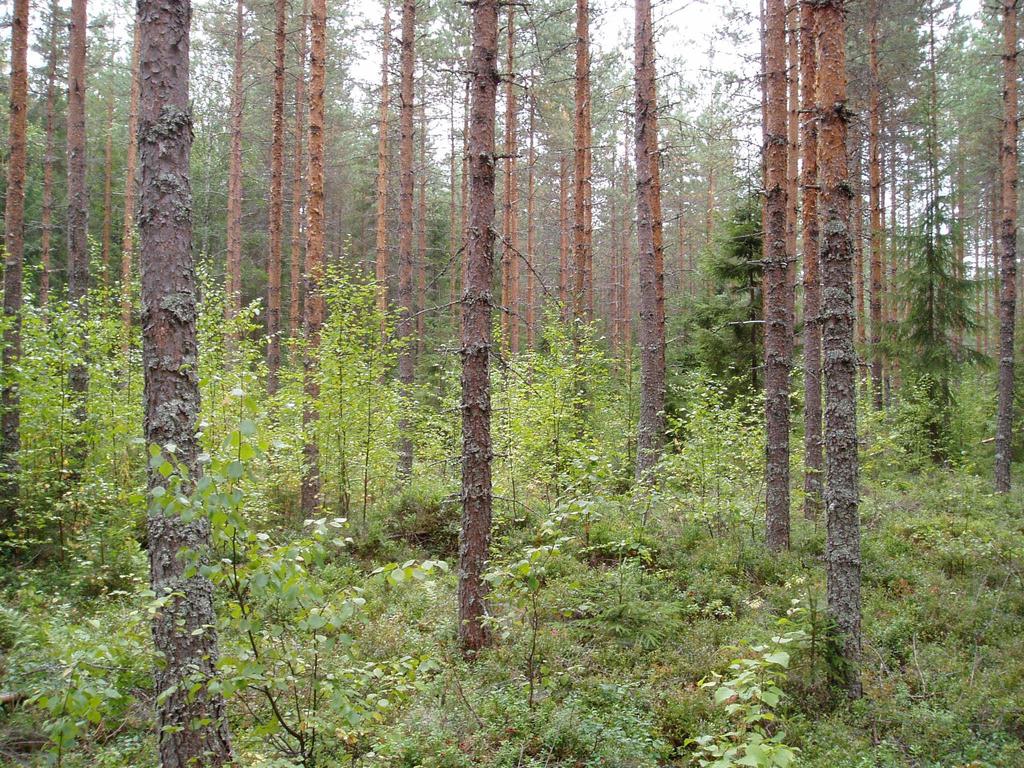 Päätelmiä harvennusvoimakkuudesta Kuusikot: Nuorena voimakas harvennus ei alenna kasvua Vanhana harvennus alentaa kasvua ja lisää riskejä Männiköt: Voimakas harvennus