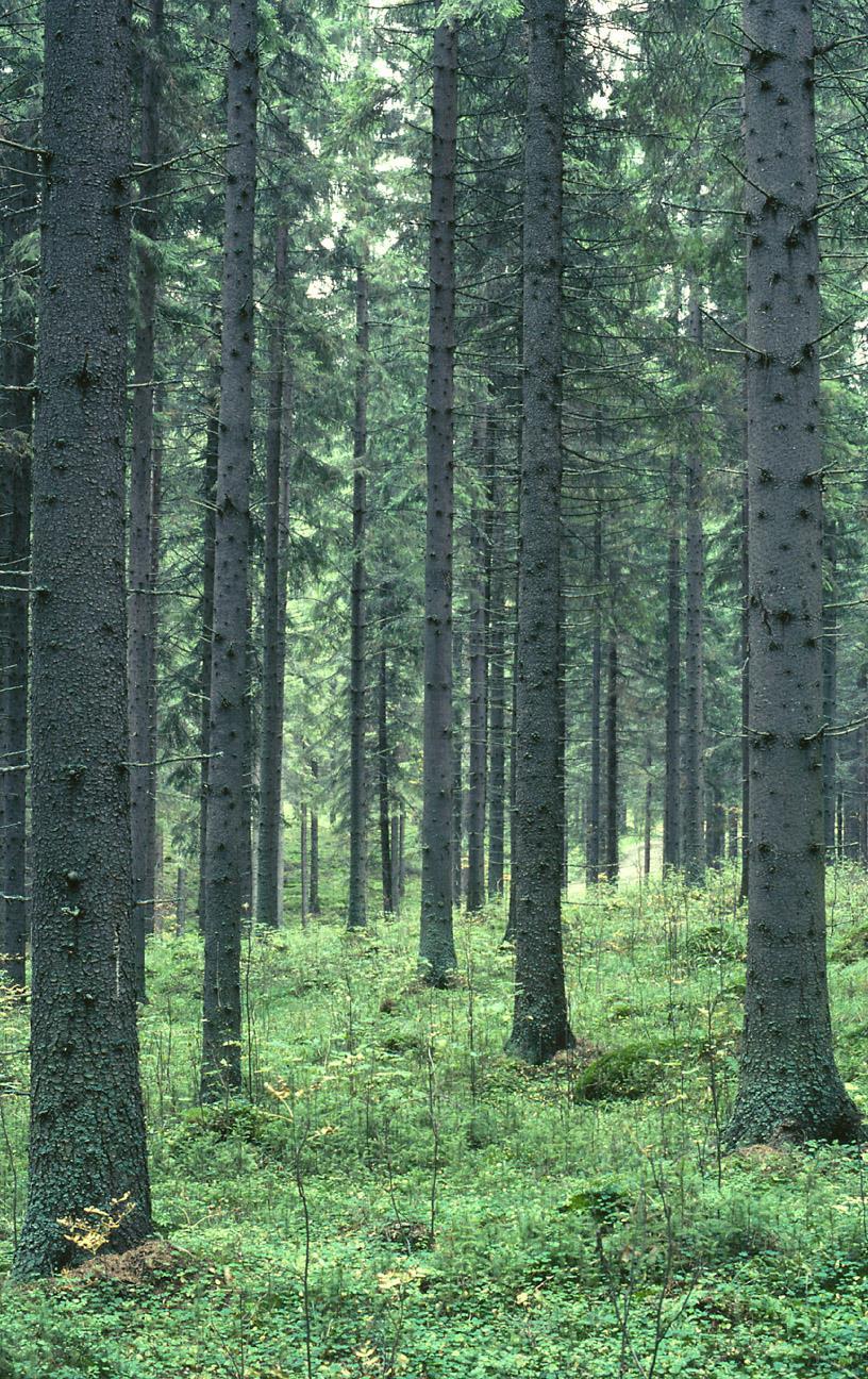 ISOISÄN ONNISTUNUT METSÄNUUDISTAMINEN / Harvennustapa -