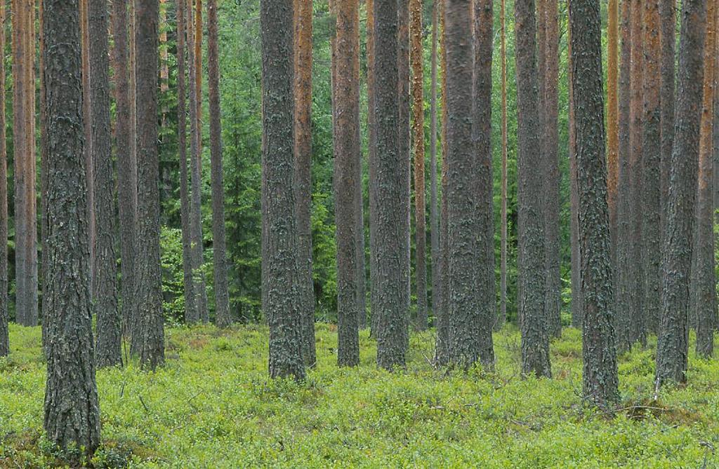 Päätehakkuu Uudista ajoissa - laatumännikössä odota hintapiikkiä Yritä suurentaa kuviokoko 2-3