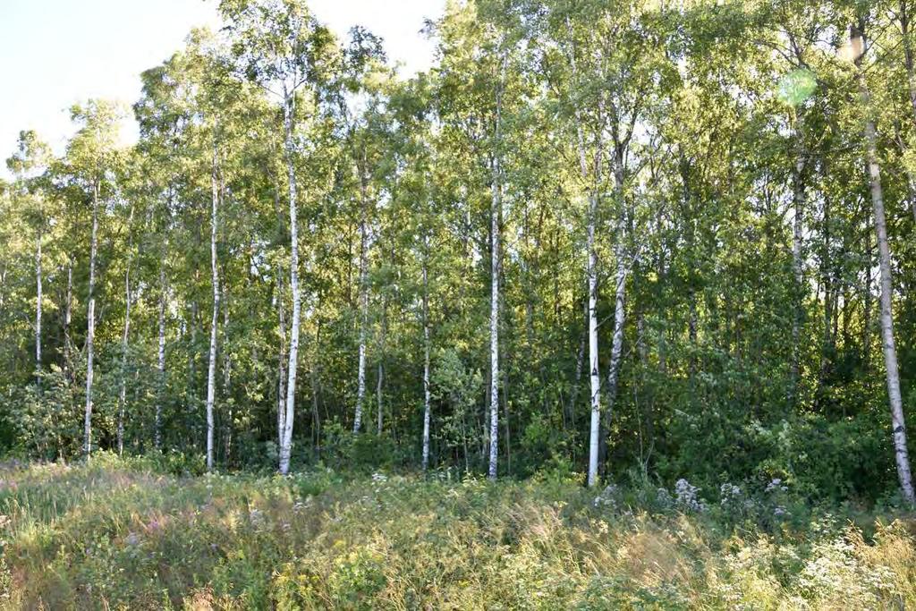 En ung, ca 20-årig tät lövblandskog i