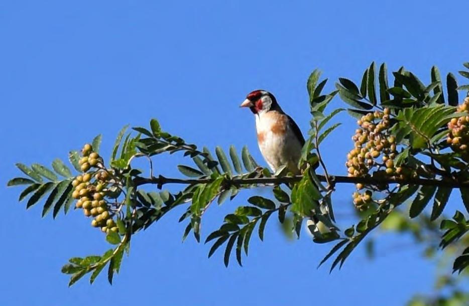 NATURINVENTERING LUONTOSELVITYS BILAGA 3 LIITE 3 5. Fågelfaunan Fågelfaunan på inventeringsområdet består av en förhållandevis mångformig, rik och intressant fågelfauna.