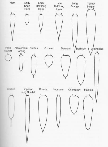 8 Kuva 1. Yleisimpiä porkkanan viljelylajiketyyppien muotoja (Rubatzky ym. 1999, 71.