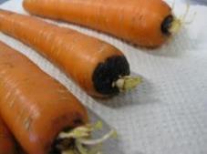 Vioittuneita porkkanoita näytteestä löytyi 43 kappaletta, mikä on 50,6 prosenttia näytteistä.