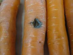 Tuloksen perusteella porkkanat tulevat säilymään vuoden vaihteen yli. a) b) Kuva 4.