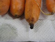 Tilan 4 näyte koostui 115 porkkanasta, joista säilyvyyskokeen jälkeen kauppakelpoisia porkkanoita 59 kappaletta.
