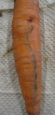 Tilan 5 näyte koostui 62 porkkanasta, säilyvyysennusteen jälkeen kauppakuntoisten porkkanoiden määrä 41