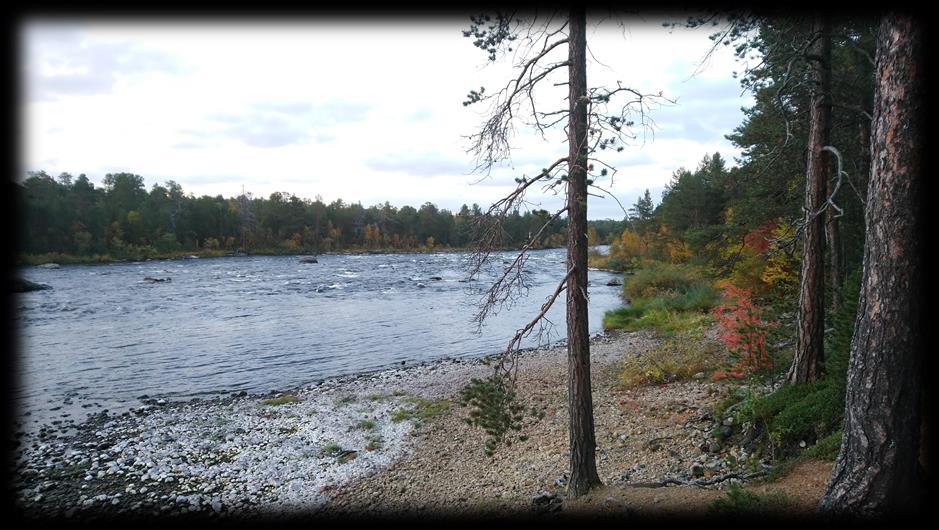 Taustaa 1 Inarijärven säännöstelyn kalastovaikutukset liittyvät kalojen ravintotalouteen ja lisääntymismahdollisuuksiin.