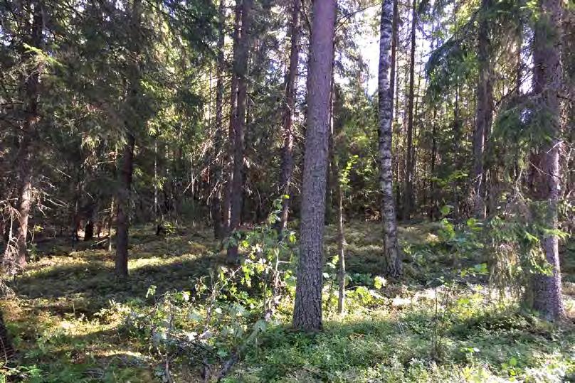 7 Valkiajärven ranta-asemakaava muutoksen selostus Ympäristökeskus 28.8.2018