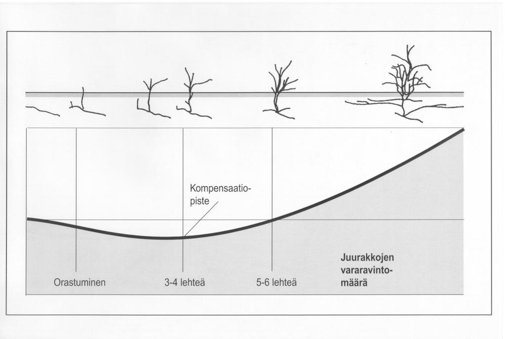 KOMPENSAATIOPISTE (on määritetty juolavehnälle, valvatille ja ohdakkeelle) Juolavehnän juurakon