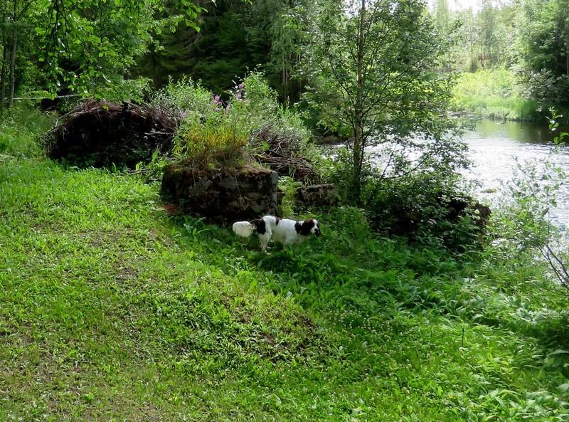 Pudasjärvi 2017 Siuruanjoen alajuoksun ranta-alueiden arkeologinen
