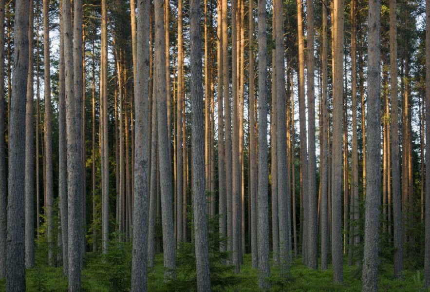 Esittelyt Kestävien julkisten hankintojen asiantuntija Elina Ojala, Motiva Pääsihteeri Auvo Kaivola, PEFC Suomi Suomen