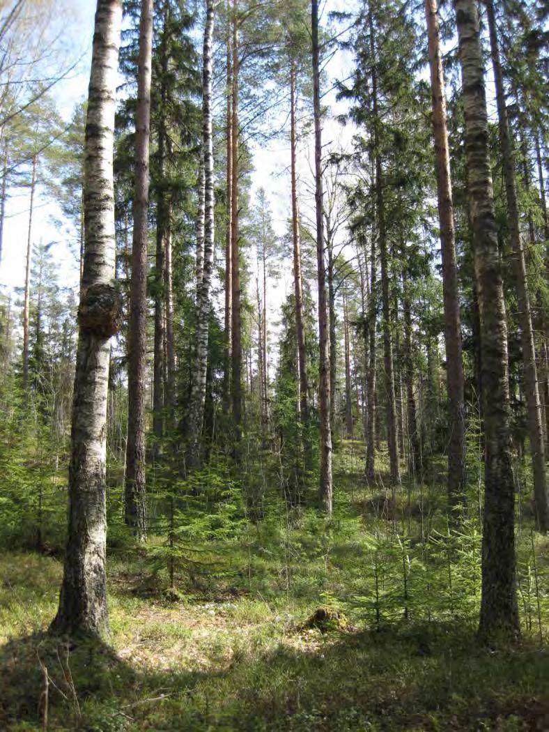 iite / Bilaga 6 Pieni paloalue Marielundin