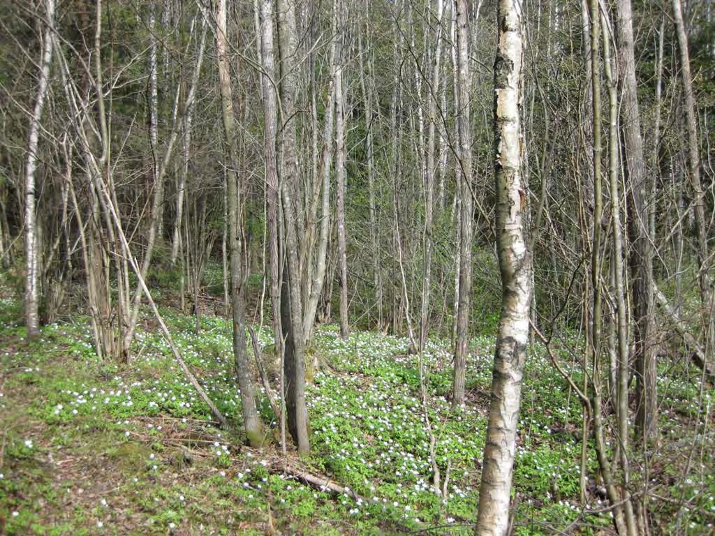 hevosmuurahaisia.