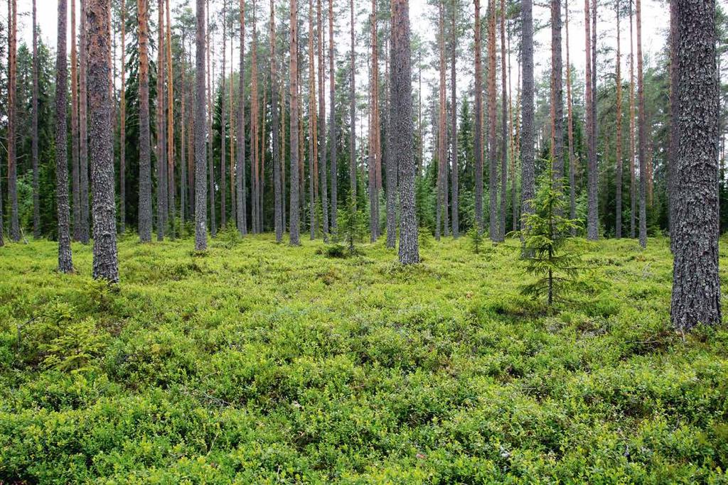 Metsänomistaja ja MT Metsä 2019 Metsänomistajat ovat Suomen suurin vauraiden