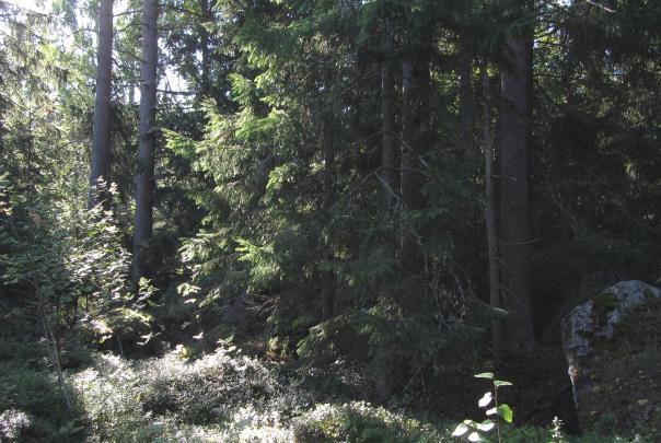 kahdeksi tai kolmeksi pienemmäksi tontiksi sekä kiinteistö Bölenpuisto RN:o 2:137 kahdeksi tontiksi.
