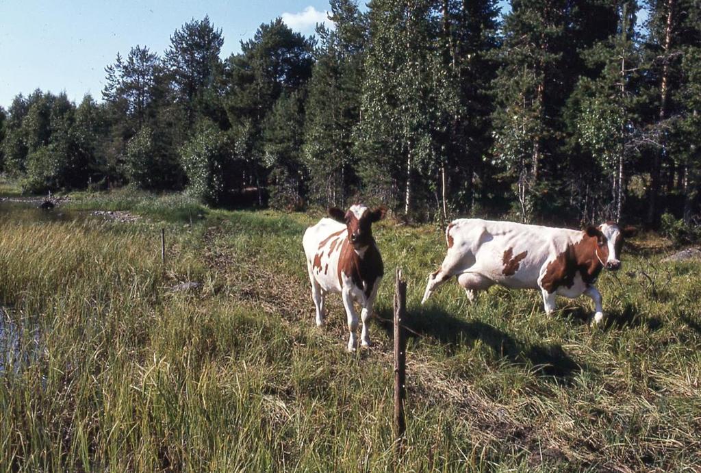 Vesiruton rehukäyttö Vesiruton laadun on havaittu olevan rehuna käytetyn punaapilan kaltainen (Siljander-Rasi 2017).