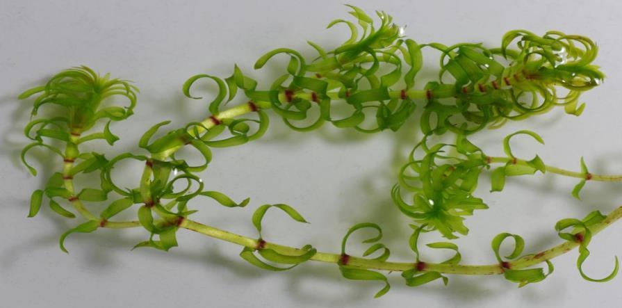 vieraslajit Kanadanvesirutto (Elodea canadensis)