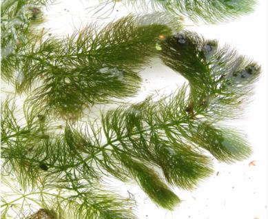 Kiehkuravesirutto (Elodea nuttallii) Perämerellä