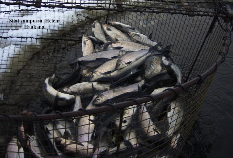 Siiat sumpussa. Kuva: Helena Haakana Koitajoesta nuotattua kalaa ei saa nykyisellään myydä eteenpäin, kalat on tarkoitettu vain omaan käyttöön.