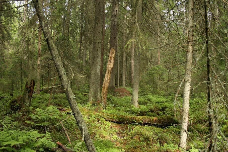 4.3 Luontotyypit ja kasvillisuus Selvitysalueen luontotyyppikartoitus ja kasvillisuusinventointi tehtiin kesä-elokuussa 2017.