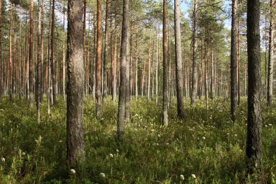 aste kartoitushetkellä. Alueelta määritettiin ja rajattiin yhteensä 60 luontotyyppikuviota, joiden tarkemmat tiedot on esitetty kartalla 9 sekä liitteissä 2 5.