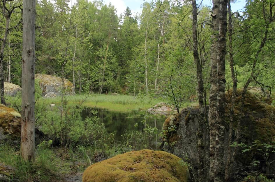 4.7 Viitasammakko Viitasammakon nykyinen suojelu perustuu EU:n luontodirektiivin (92/43/ETY) liitteeseen IV (a).