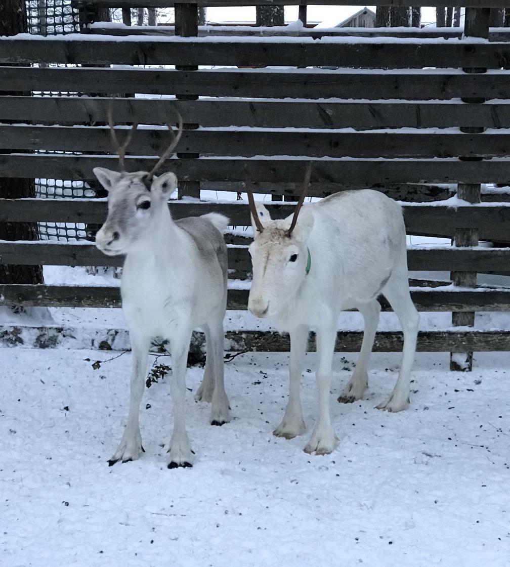 ROVANIEMEN KAUPUNKI