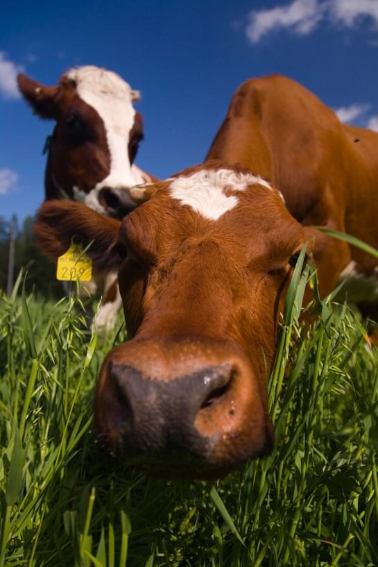 Raaka-aineen hankinta Maidon vastaanotto Laaksojen Maitokunnan tuottajiltaan hankkima maitomäärä oli 25 265 569 litraa vuonna 2017. Maitomäärä laski edellisvuodesta 2,5 %.
