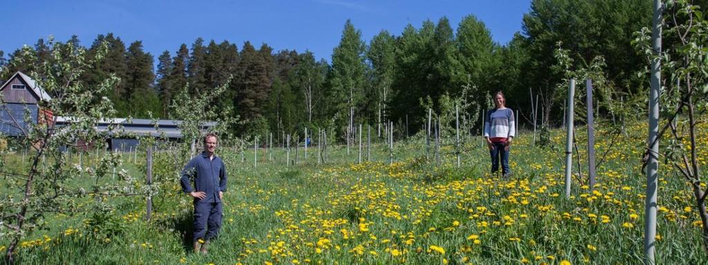 Peltometsäviljely = puut pellolle https://wwf.