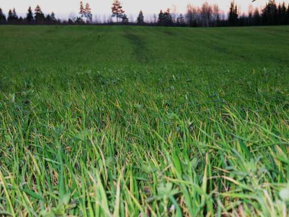 Kerääjäkasvit pidentävät yhteyttämisjaksoa Typensidonta Ravinteiden vapautuminen Huuhtoutumisen esto Mururakenne Tautikierteen katkaisu Biologia