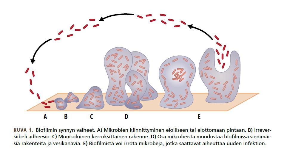 Biofilmin muodostuminen