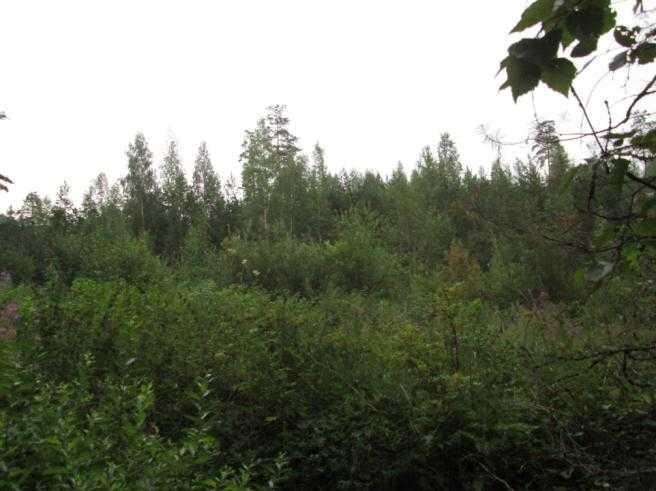 3. Ajoharjoitteluradan keskiosissa sijaitseva metsäkuvio on pienipuustoinen ja luonnontilaltaan täysin muuttunut.