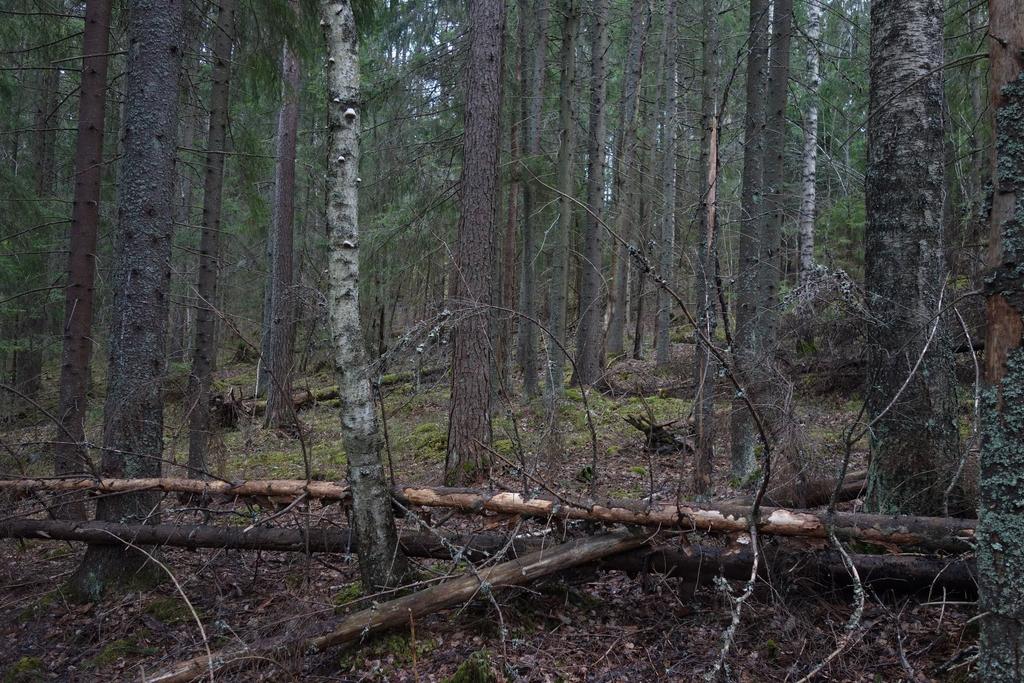 Metsistä edustavin on itäisin palsta, joka sisältää itäpuoliseen tiehen laskevan rinteen, jonka alueella vallitseva kasvillisuustyyppi on lehtomainen kangas, jota täydentää ylärinteen tuore kangas