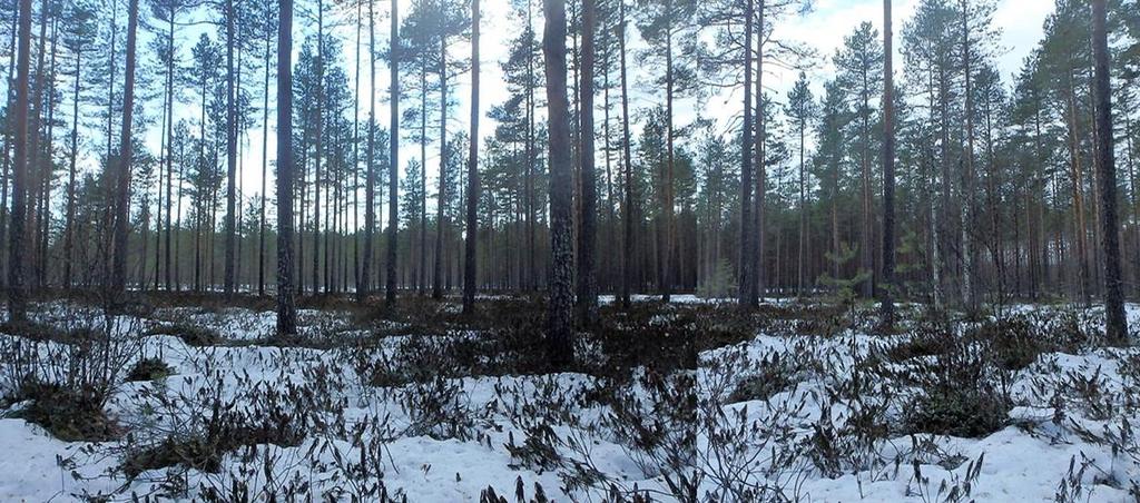 Kangasniemen Lapaskankaan teollisuusalueen laajennus Case: Puuterminaali-alueen lisäosa Maastotarkastelu 18.4. ja 14.5.2018 Henna Arkko, ins.