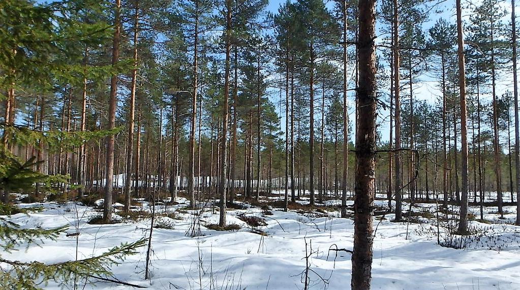 vyöhyke. Puusto on selkeästi suoalueen mäntyjä kookkaampaa havusekametsää. OSA-ALUE 2.