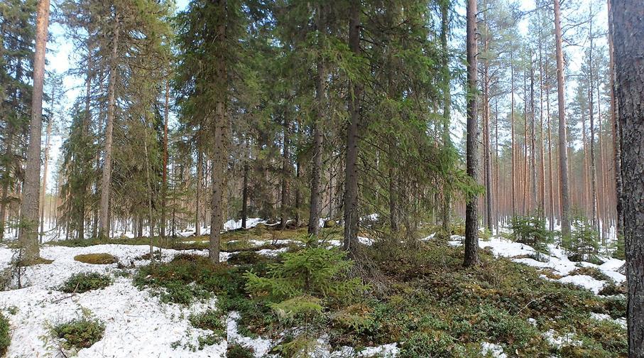 lounaissivulla on louheikkoinen moreeniharjanne,