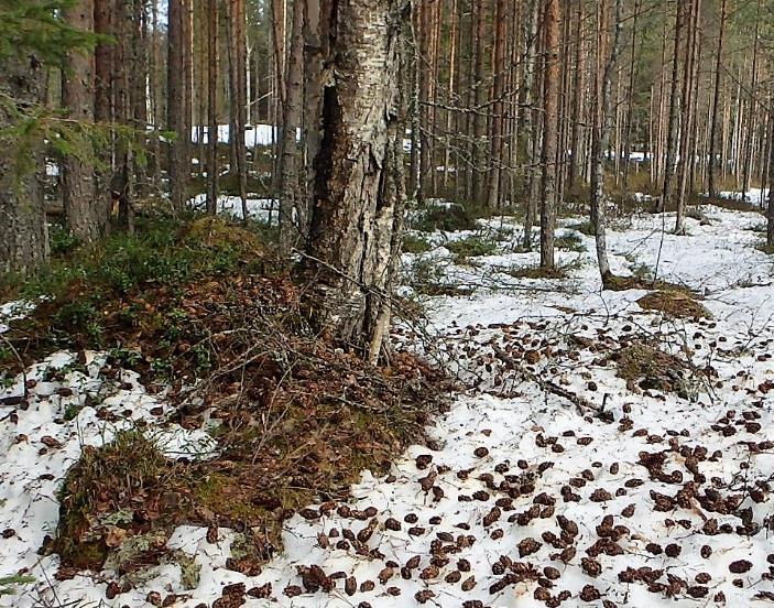 joissa on runsaasti tikan tekemiä koloja.