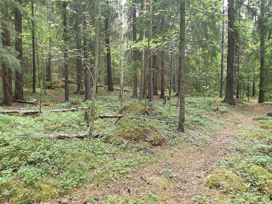 Myös lillukkaa, metsäkurjenpolvia, herukoita, sekä useita nuoria tuomen ja pihlajan taimia kasvaa runsaasti.