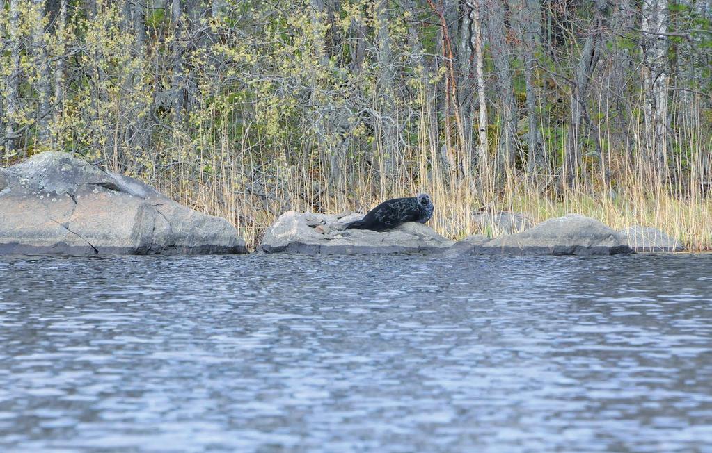 Kevät on karvanvaihdon aikaa Tutkimustietoa parhaiden suojelukeinojen löytämiseksi Jotta saimaannorpan suojelutoimet osataan kohdentaa oikein, tarvitaan laadukasta, ajantasaista tutkimustietoa ja