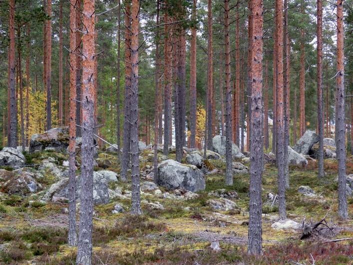 luoteiskärjestä pohjoiseen.