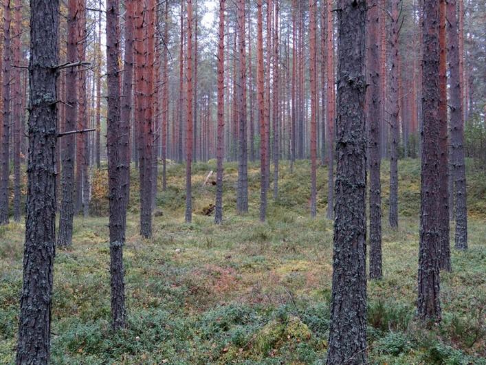 Törmän eroosioon vaikuttavat enää ulkoilureitit,