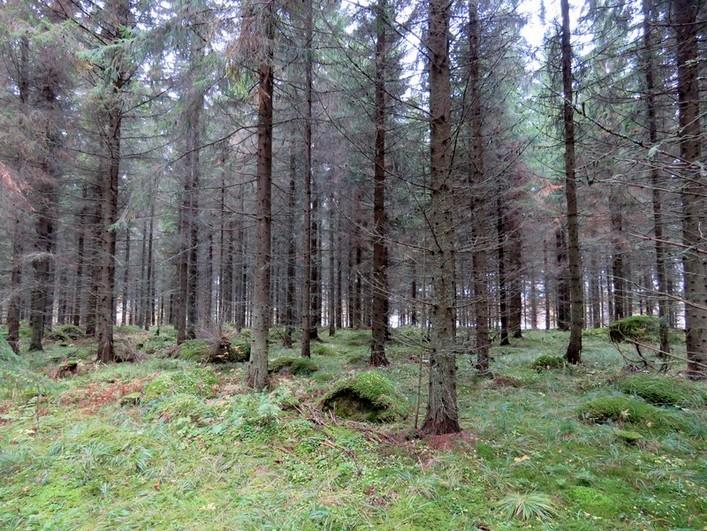 Jauhosaaren korkeimmassa kohdassa on osittain raivattua kivikkoa,