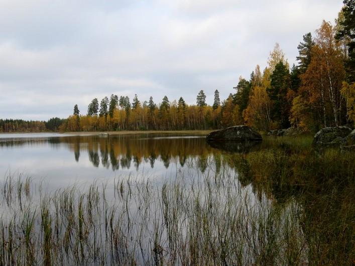 avohakattua, osittain nuorta ja varttunutta kasvatusmetsikköä.