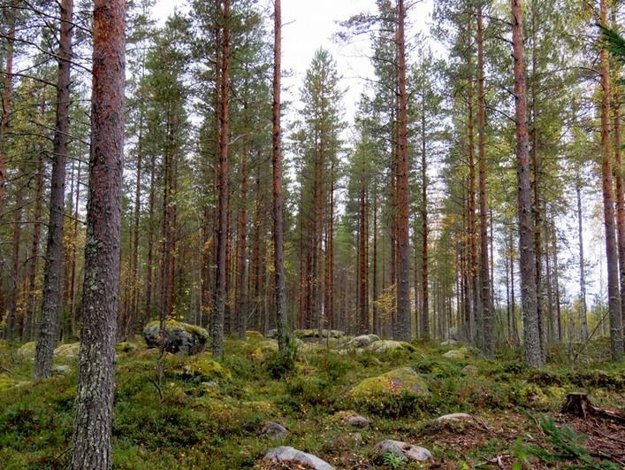 Kivikkoinen rantavyöhyke Jauholammen itäpuolella Hirviniemen
