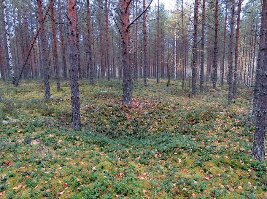 Osa kuopista on kuitenkin melko resenttejä (ei huuhtoutumiskerrosta, ohut humuskerros), yksi 4 kuopan rykelmä on erotettu omaksi kohteeksi (kohde 9, muut havainnot).
