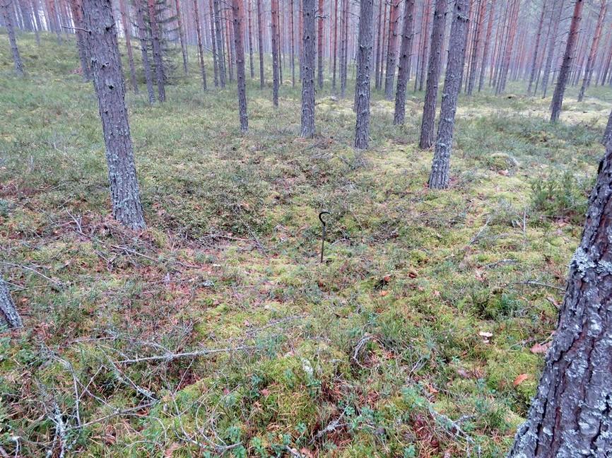 21 Maastotiedot: Kohde sijaitsee Kannonkosken keskustasta 6,2 km luoteeseen Kivijärven itäpuolella harjujakson itärinteellä. Kuivahko kangas, paikoitellen hieman soistunut.