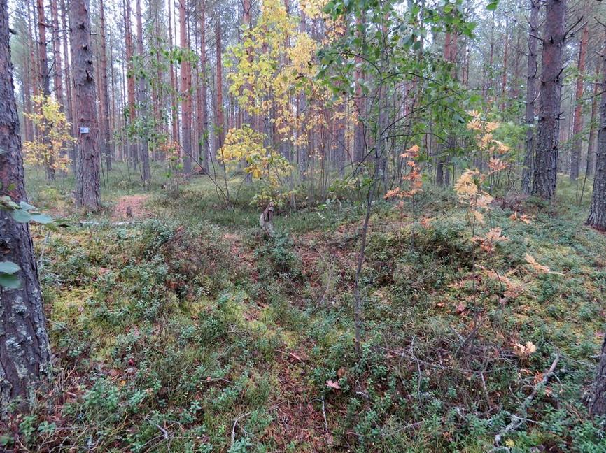 29 7. Piispalankangas 3 Mj-rekisteri: Laji: Mj-tyyppi: Tyypin tarkenne: Ajoitus yleinen: Ajoitustarkenne: Lukumäärä: Rauhoitusluokkaehdotus: Paikkatiedot: Karttanumero: Koordinaatit: Kohteen rajaus:
