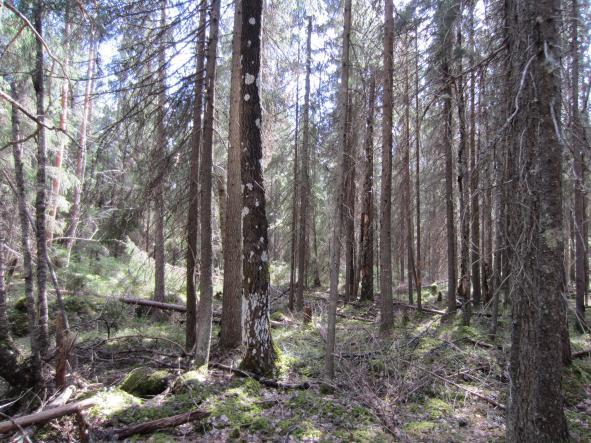 PESOLAN JA KORKEAMAAN TUULIVOIMAPUISTOJEN LIITO-ORAVASELVITYS 4 Natura-alueen puolella, missä sopivia pesäpuita on enemmän ja olosuhteet pesimiseen otollisemmat.