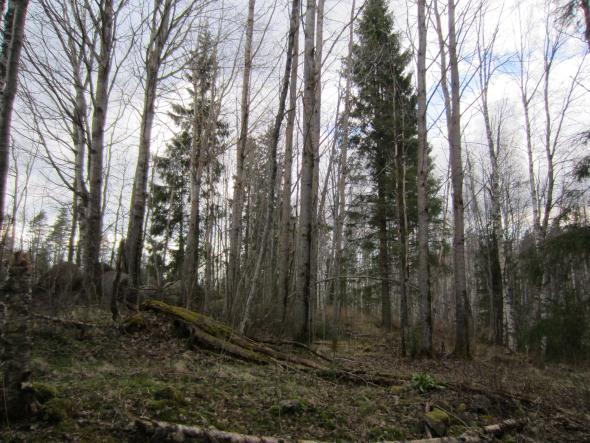 On mahdollista, että pesä sijaitsee jossain pihapiirissä, missä näytti kasvavan kookkaita järeäoksaisia kuusia ja haapoja.